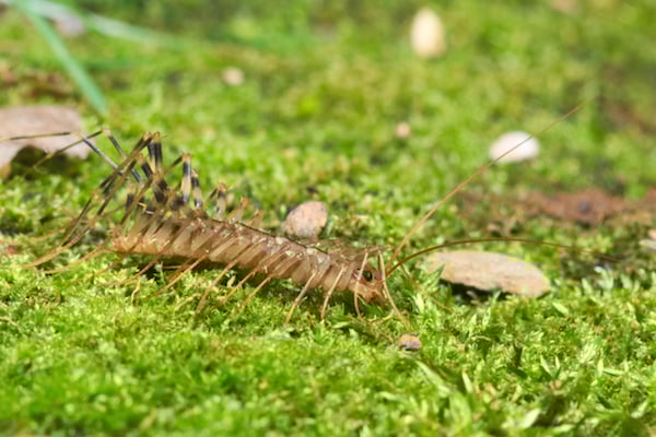 centipede on grass.