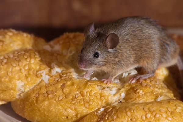 Mouse snacking on some bread