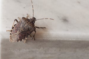What can you do about stink bugs?