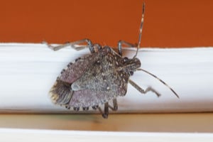why stink bugs came to the midwest