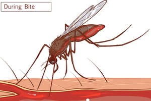 what's happening when a mosquito bites you?