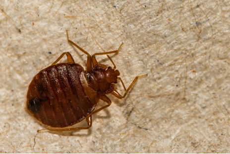 Bedbug1