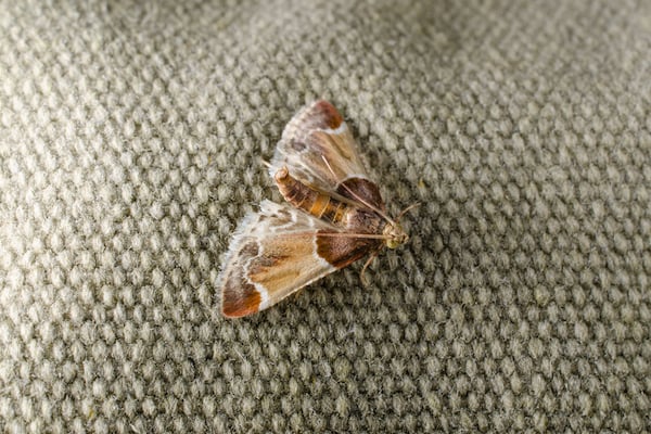 common house moth on clothes or carpet