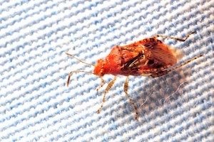 Bed bugs are a particularly bad pest problem during the holiday season