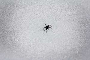 Spiders need shelter to survive the winter