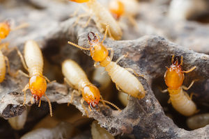 Termites may stay active in homes over the winter