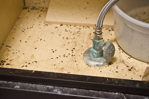 Pest Droppings Underneath A Bathroom Sink