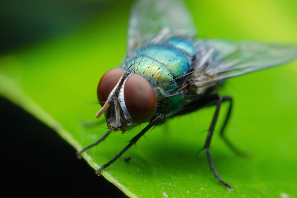 house fly summer bug