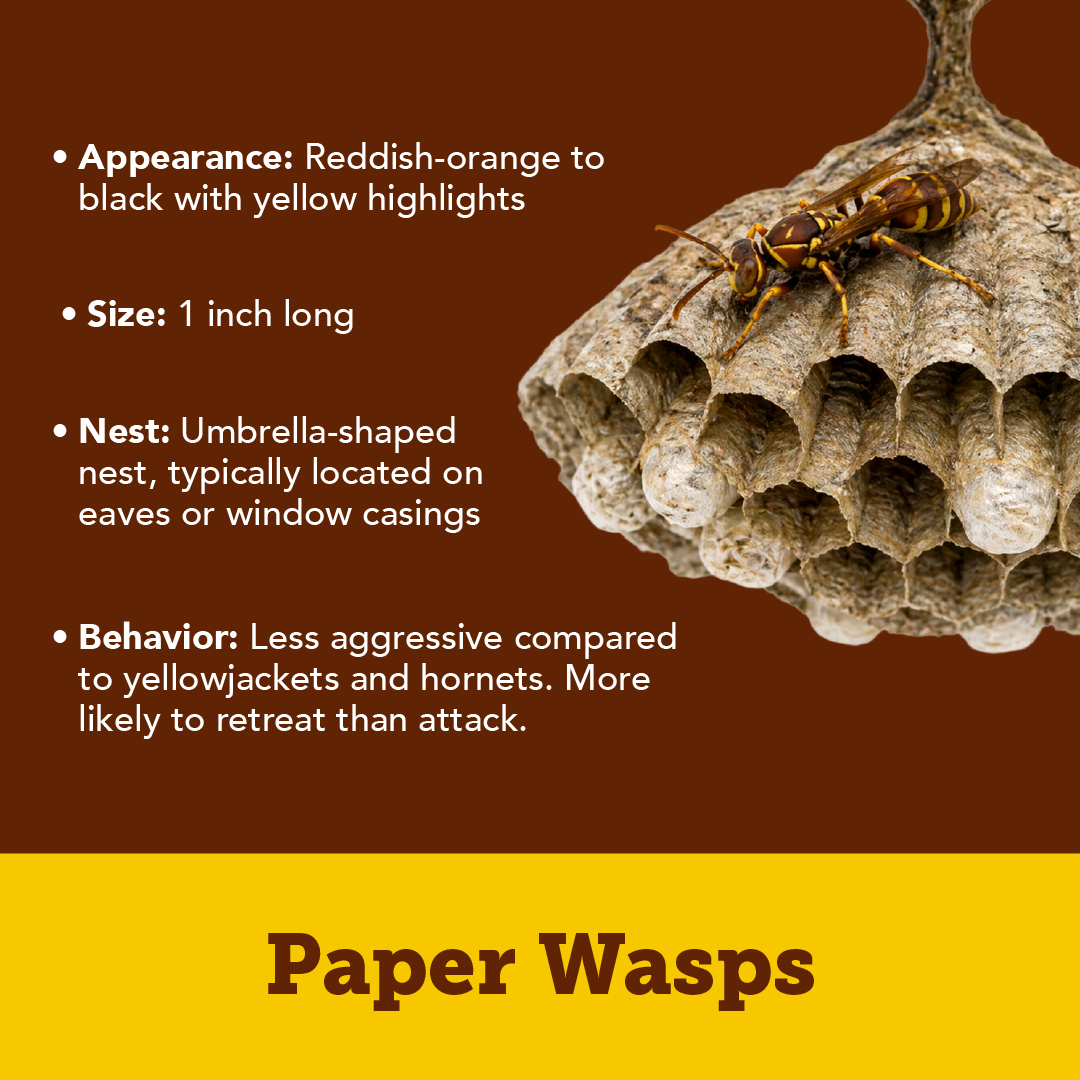 Plunketts Wasp Types Info R1 01 (2)