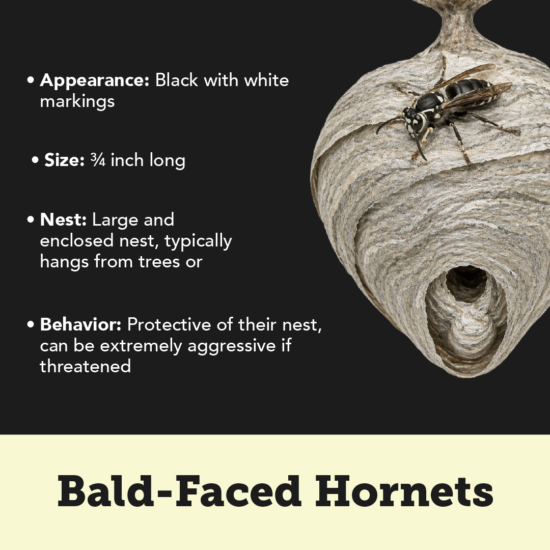Plunketts Wasp Types Info R1 02 (2)