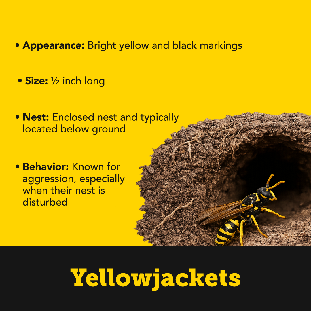 Plunketts Wasp Types Info R2 3 (1)
