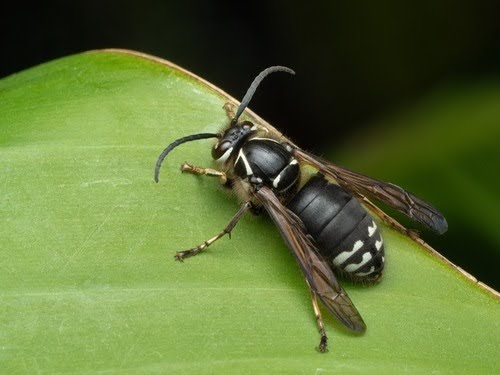 Baldfacedhornet