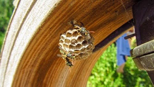 Waspnest