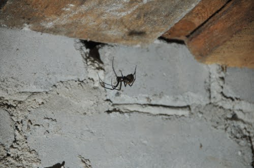 Spider In Basement