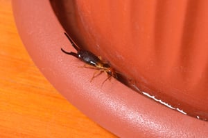 Why are earwigs around my home?