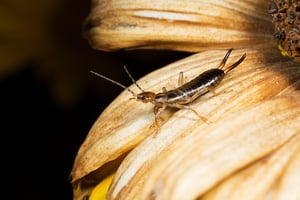 How can I keep earwigs away?