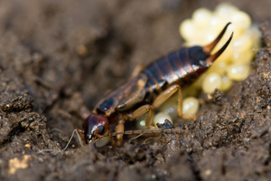 Why do earwigs return in summer?