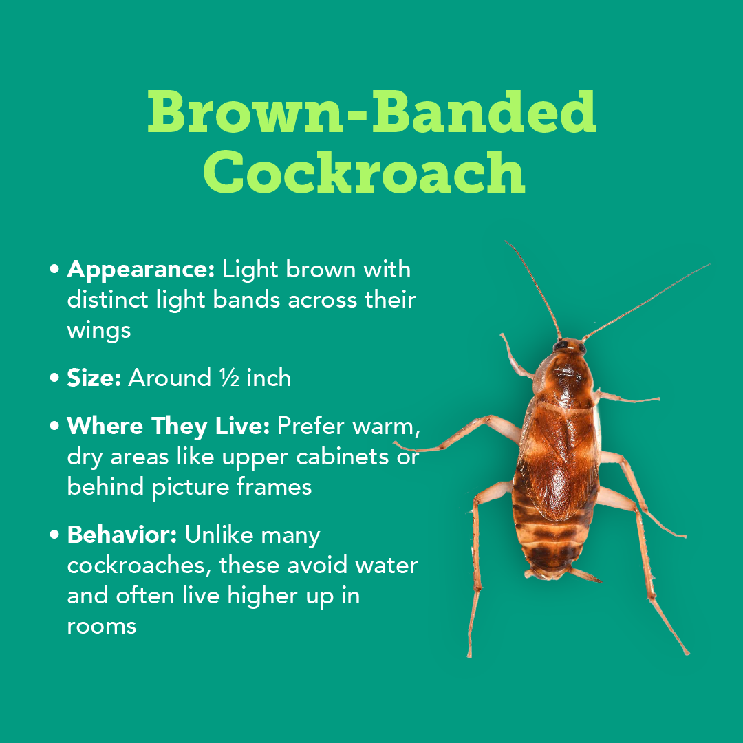 Plunketts Cockroach Types Info R1 02 (1)