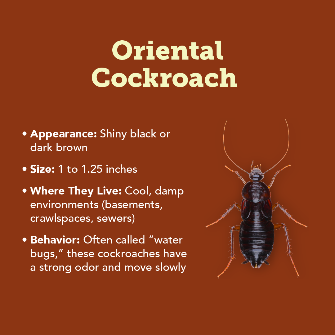 Plunketts Cockroach Types Info R1 04 (1)