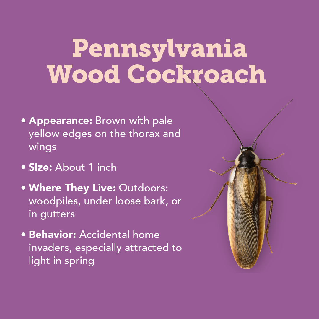 Plunketts Cockroach Types Info R1 05 (1)