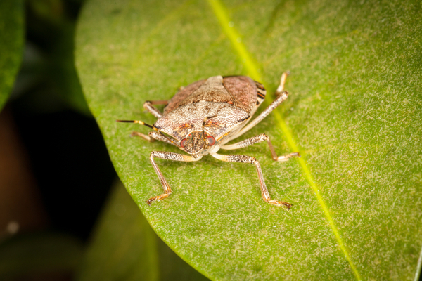 Dangerous Stink Bug