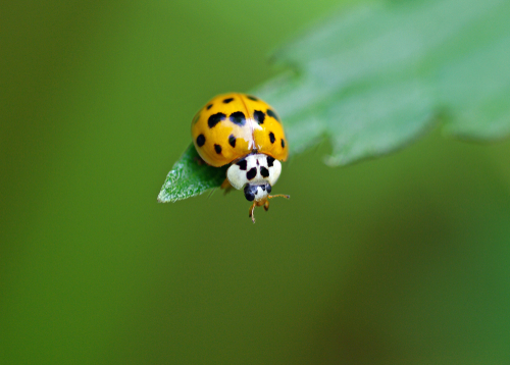 Ladybug1