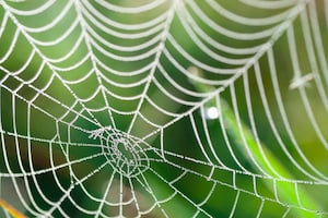 why spider webs are amazing
