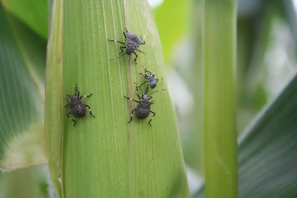 Stink bugs don’t bite, sting, or attack humans in any way