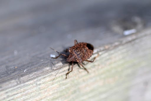 Along with a sunny perch to stay warm, stink bugs need a place to stay over the winter