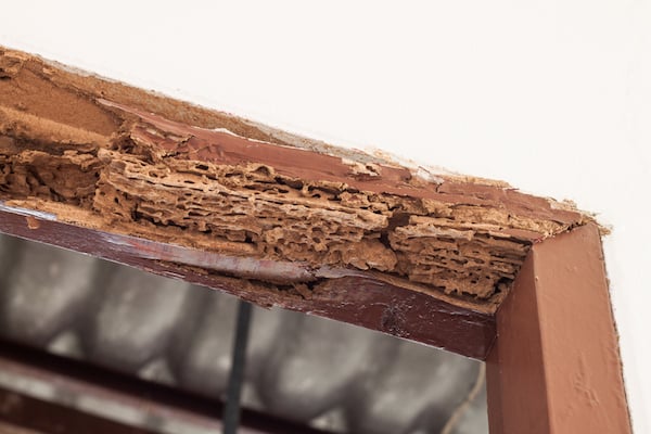 Termite damaged door frame