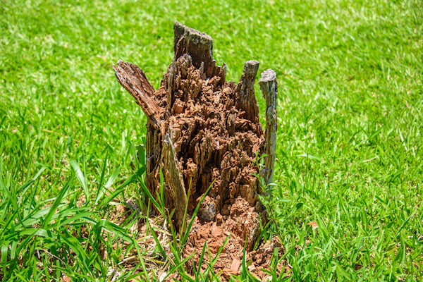 termite stump