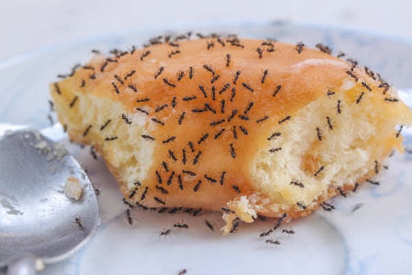 Ants eating donuts