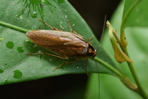 cockroaches in rain