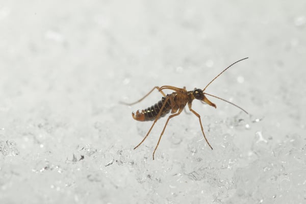 climate change makes it easier for pests to survive winter