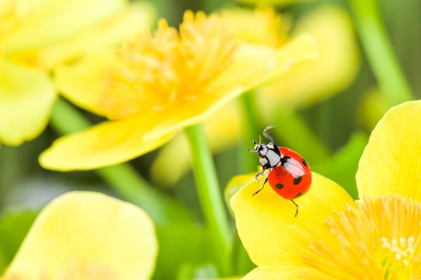 Ladybug perched on bright yellow flower