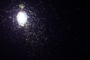 why are pantry moths so active in summer?