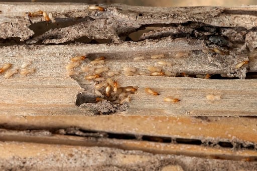 Wood Damage Pests