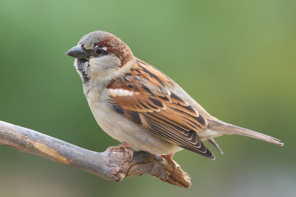 house sparrow