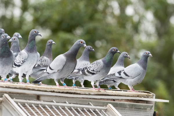 pigeons