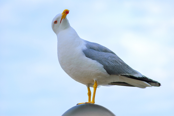 Seagull