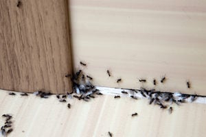 why ants get inside