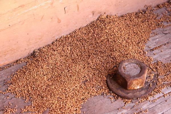 You can find several signs of termite infestation both in and outside your home