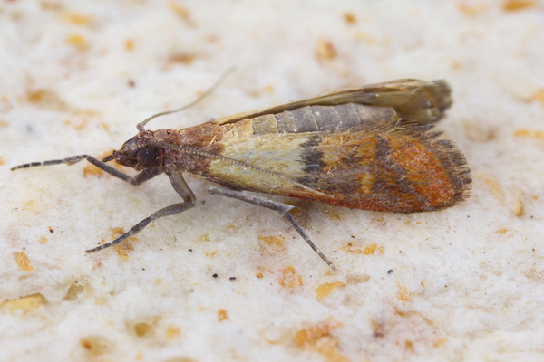 Indian Meal Moth