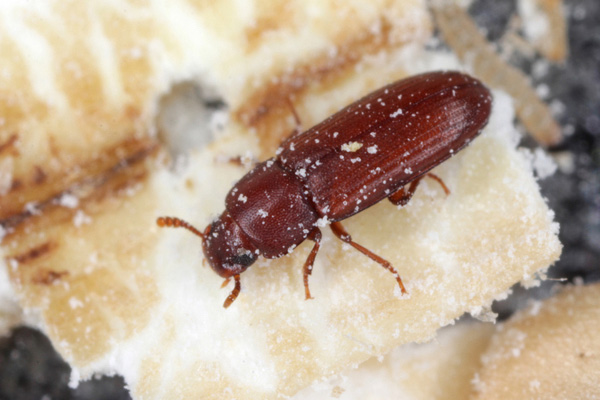 Red Flour Beetles