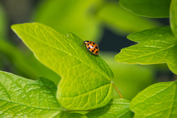 Asian Lady Beetle2