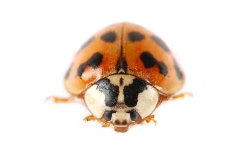 Asianladybeetle