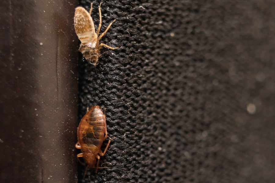 Bed Bugs on Fabric