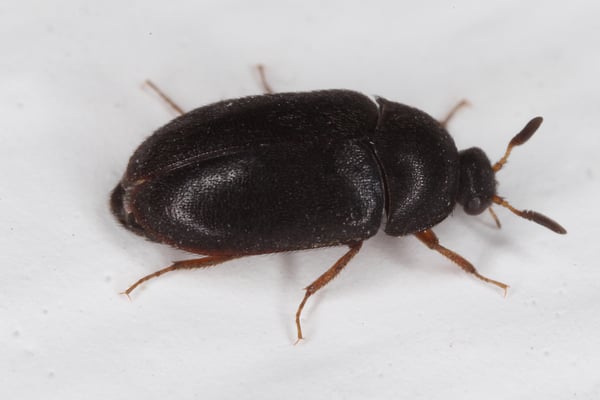 Black Carpet Beetle Control
