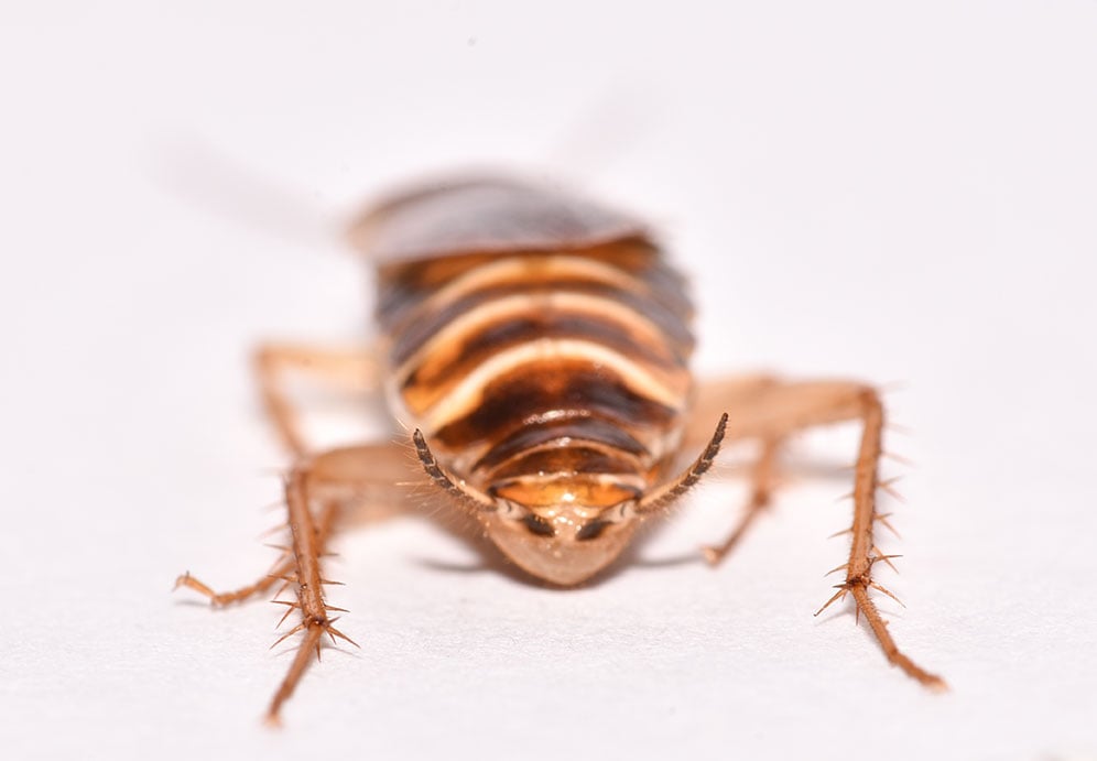 Brown Banded Roach