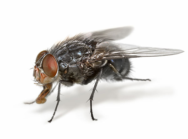 House Fly